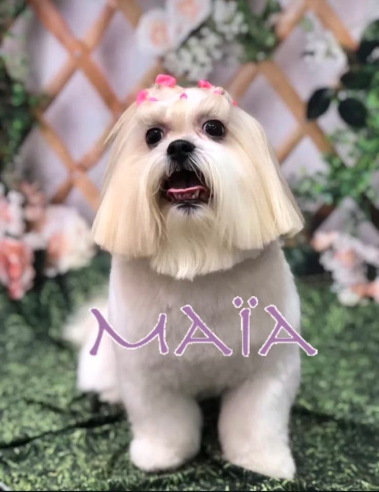 Foto de um pet cliente